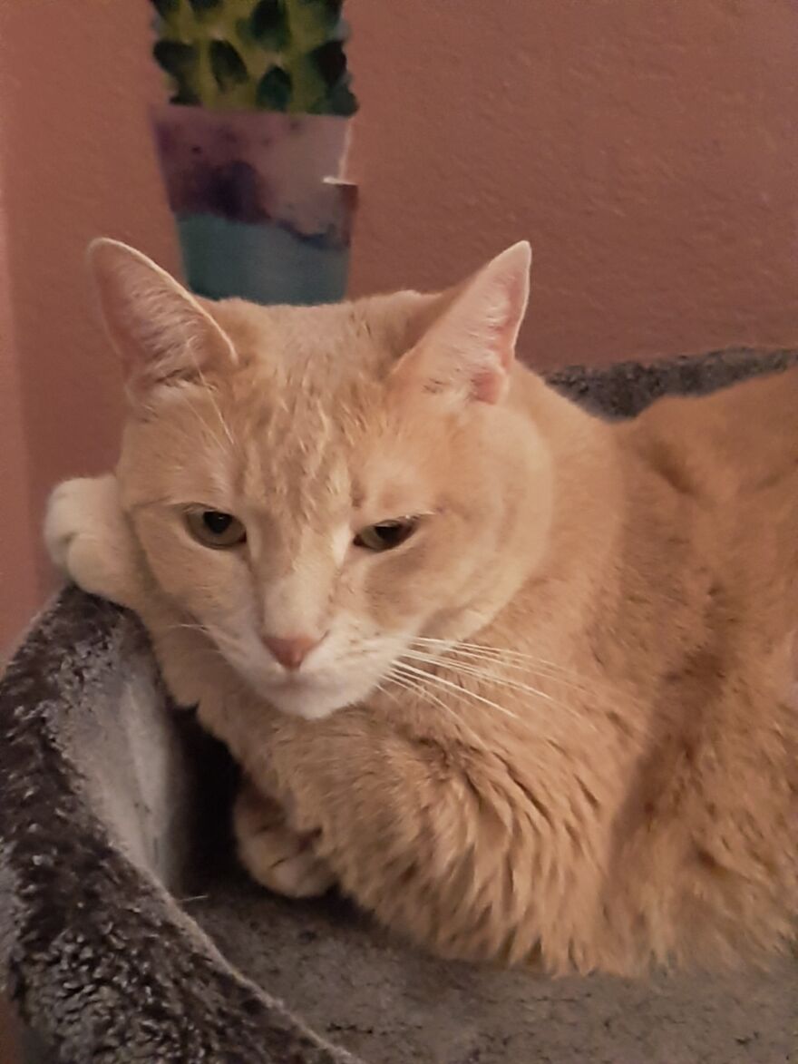 10 Times My Cat Brought The Cuteness 10 Times My Cat Brought The Cuteness