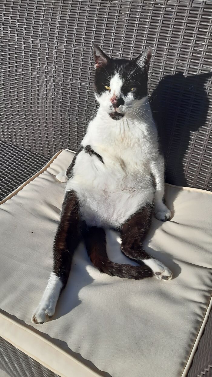 Bruiser Sunbathing...need Some Sun On My White Belly