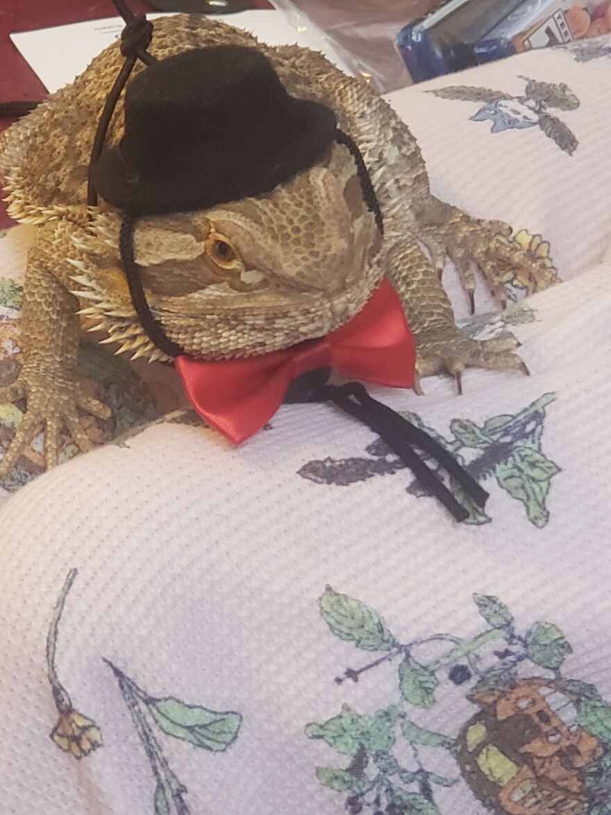 Spyro Looking Dapper