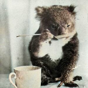 eoceneeveryday avatar