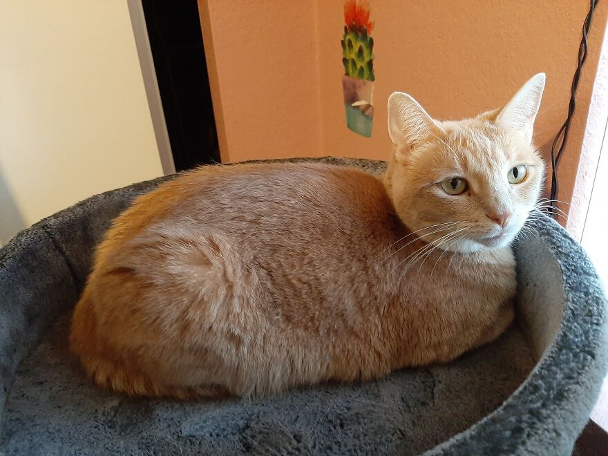 10 Times My Cat Brought The Cuteness 10 Times My Cat Brought The Cuteness