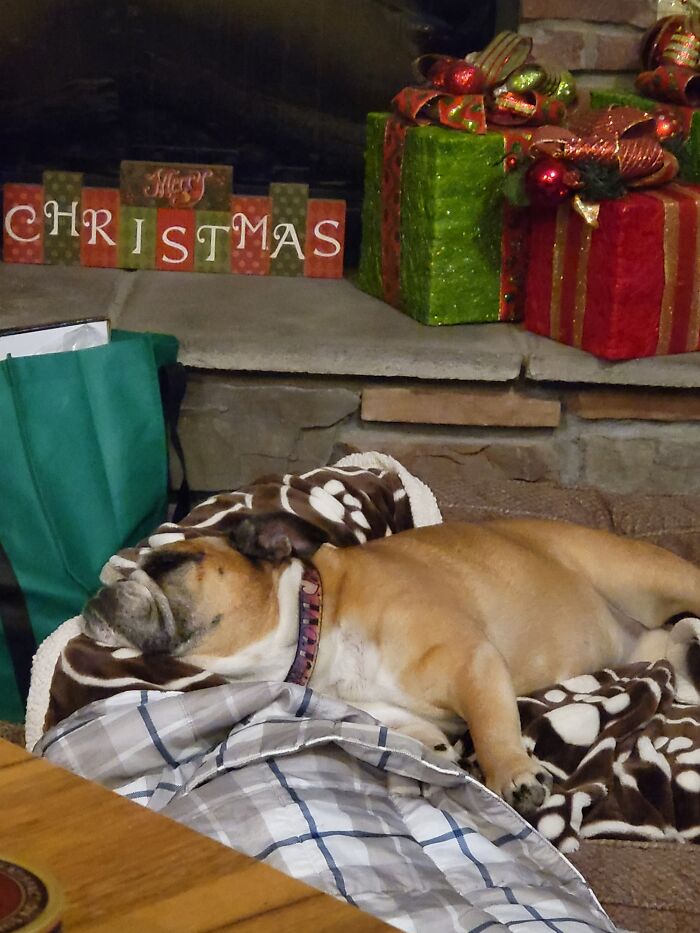 My English Bulldog, Lily.