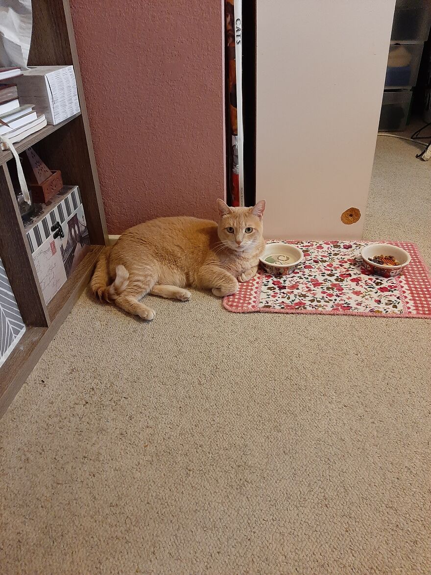10 Times My Cat Brought The Cuteness 10 Times My Cat Brought The Cuteness