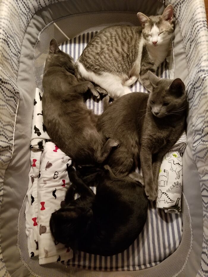 Four Derpy Kitties Stole My Newborn Son's Bassinet... Five Minutes After I Set It Up
