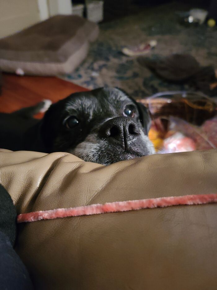 I Love When She Doesn't Want To Sit Up To Beg For Food!