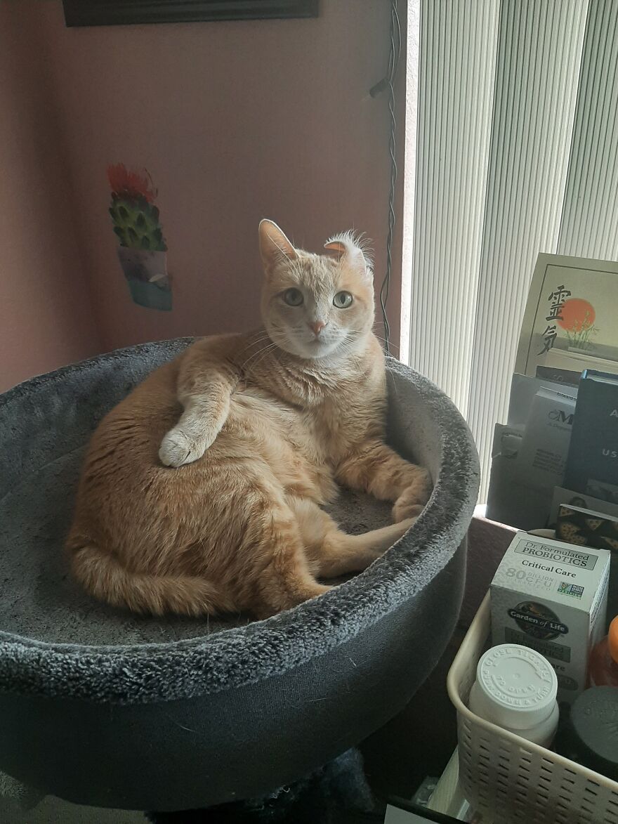 10 Times My Cat Brought The Cuteness 10 Times My Cat Brought The Cuteness
