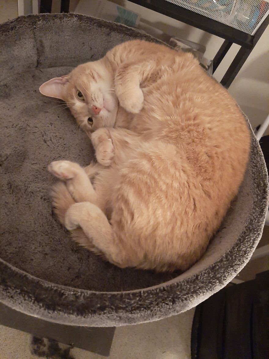 10 Times My Cat Brought The Cuteness 10 Times My Cat Brought The Cuteness