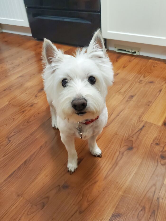 Mo The Westie