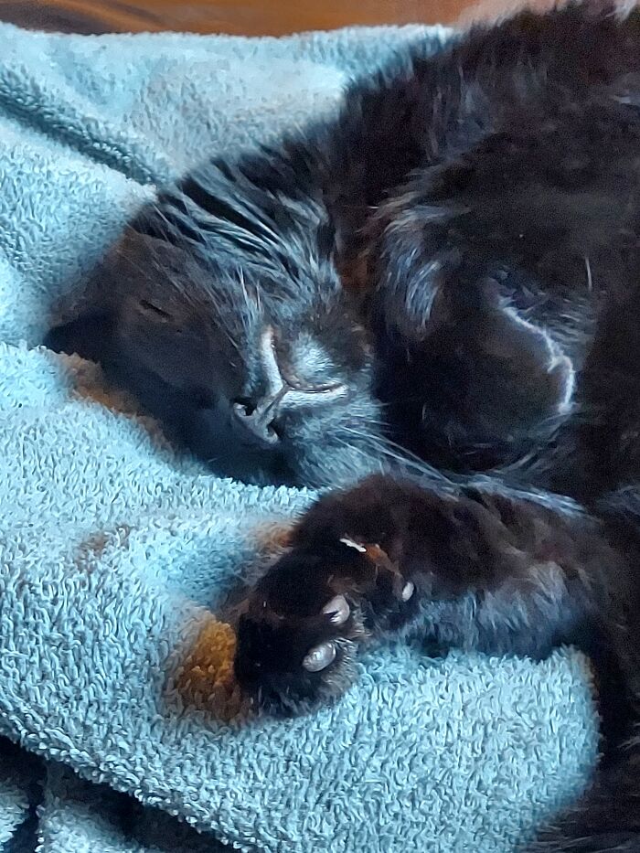 Luna Sleeps Like This On The Couch - But Only While The Kids Are Away At School