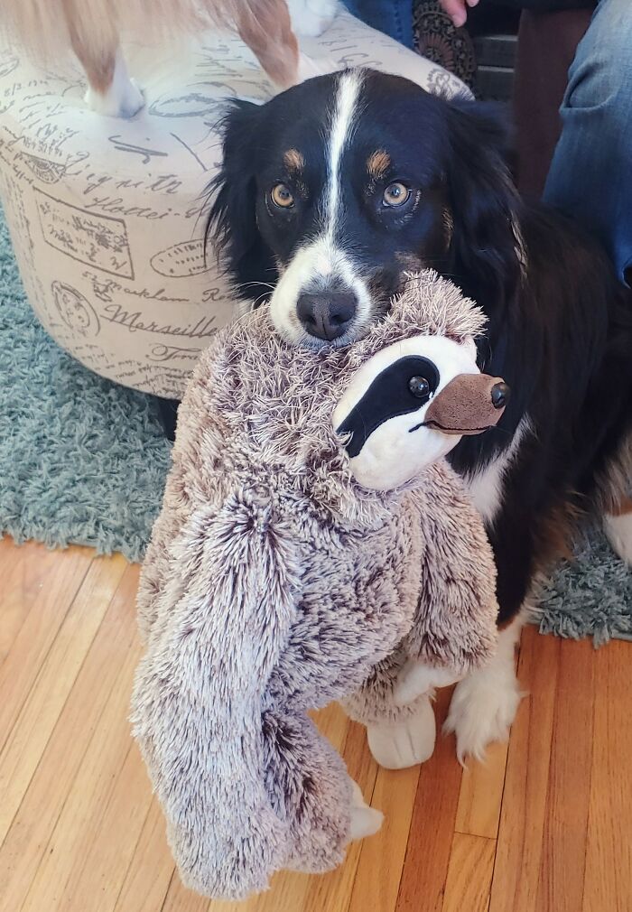 Edith And Stevie The Therapy Sloth. The Topic Of Way Too Many Convos In Our House.