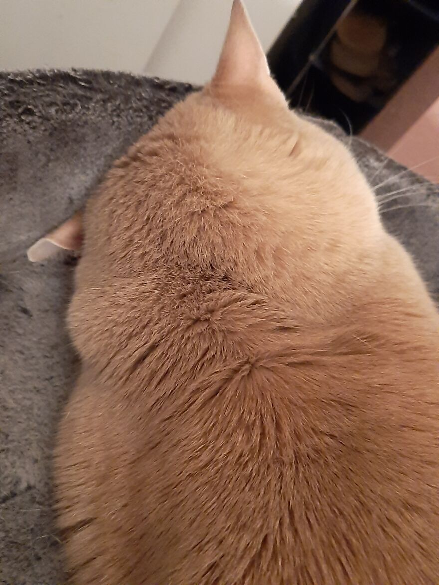 10 Times My Cat Brought The Cuteness 10 Times My Cat Brought The Cuteness
