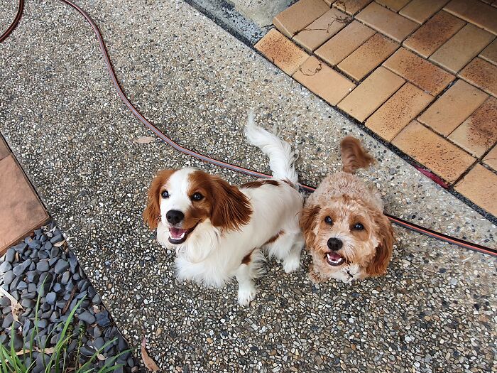 My Majestic Pinto And Darling Little Willow