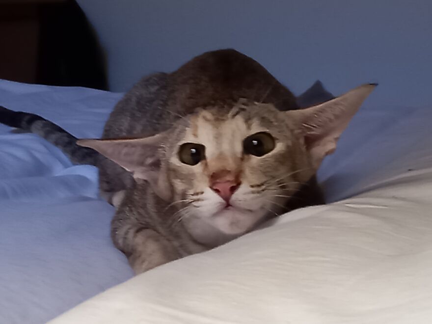 My Cat Dobby's Impersonation Of Baby Yoda.