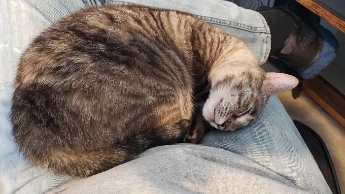 Lorelei Asleep On My Lap As I Work