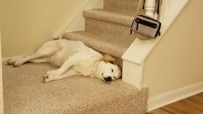 Lexi, A 7 Year Old Australian Cattle Dog Mix, Sleeping Peacefully In One Of Her Favorite Spots.