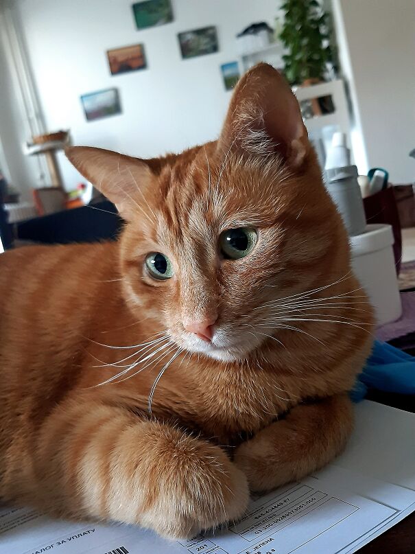 Too Much Work, Human! 😊