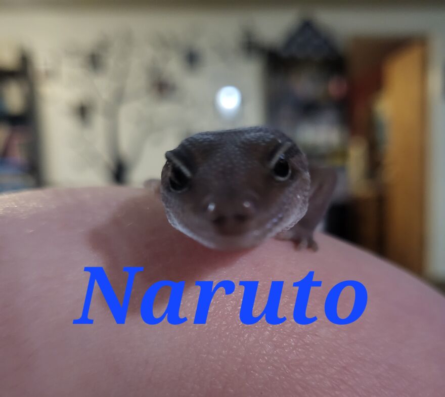 My Son's Baby Fat Tail Gecko
