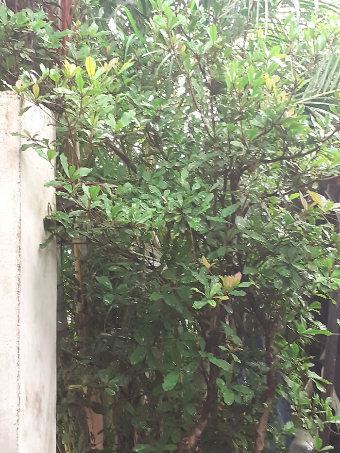 Miracle Tree, Grown From 2001 Rip Gramma