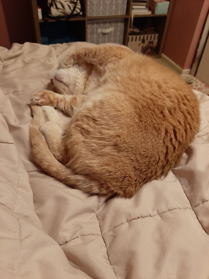 10 Times My Cat Brought The Cuteness 10 Times My Cat Brought The Cuteness