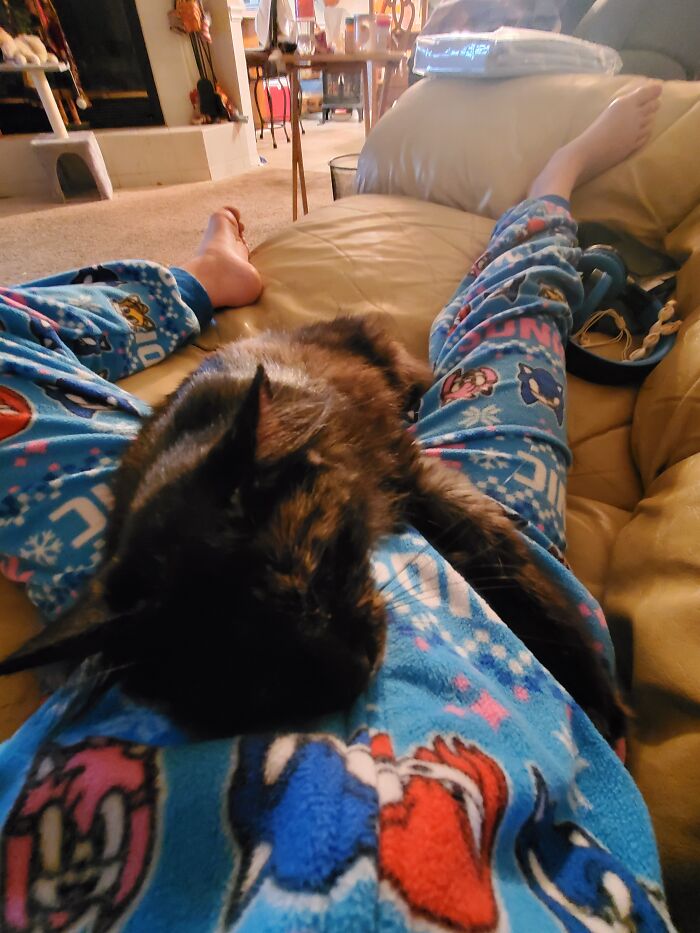 My Usual Aggressive Cat Being Super Cuddly!