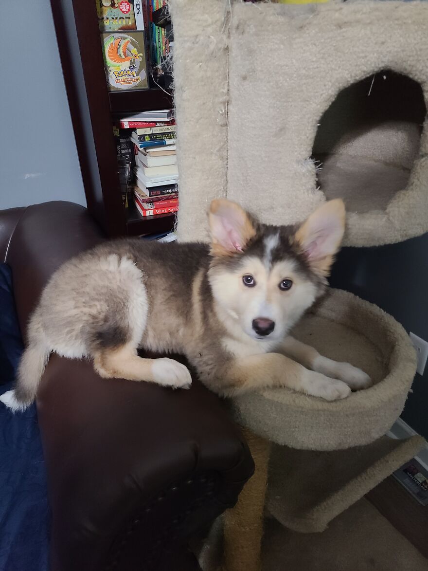 He Might Be Part Cat