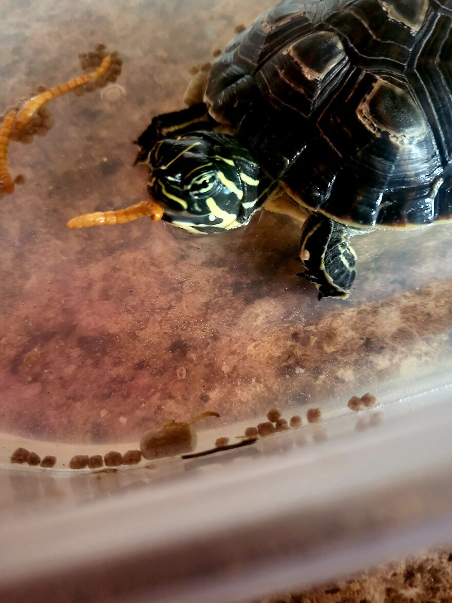 My Baby Cooter Turtle Munching A Worm