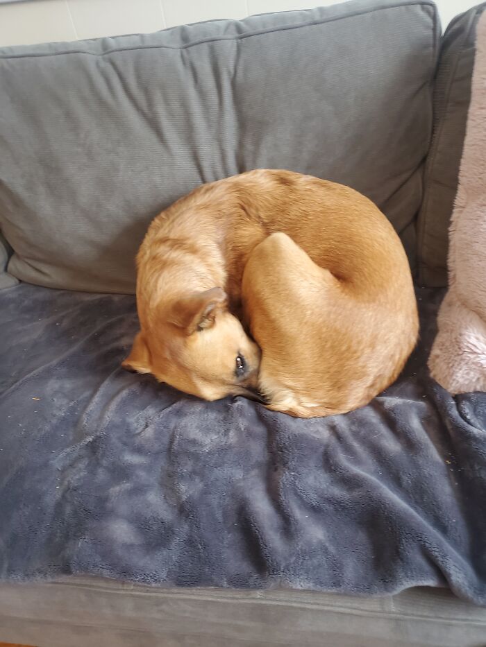 My Perfect Circle Cunucu Dog Who Sits On His Own Face.