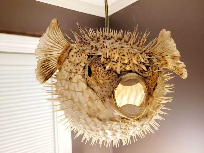 'hootie' The Blowfish My Grandma Brought Back From Barbados In 1975