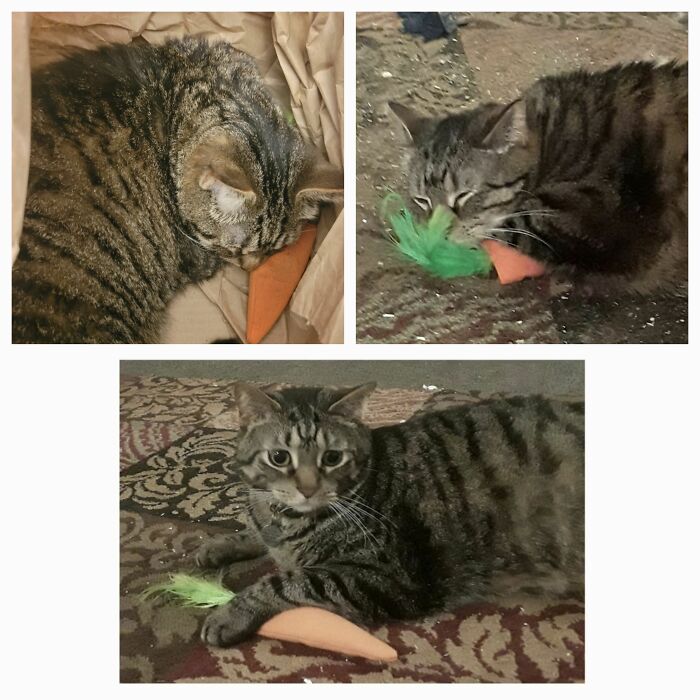 Boogie With His Security Carrot