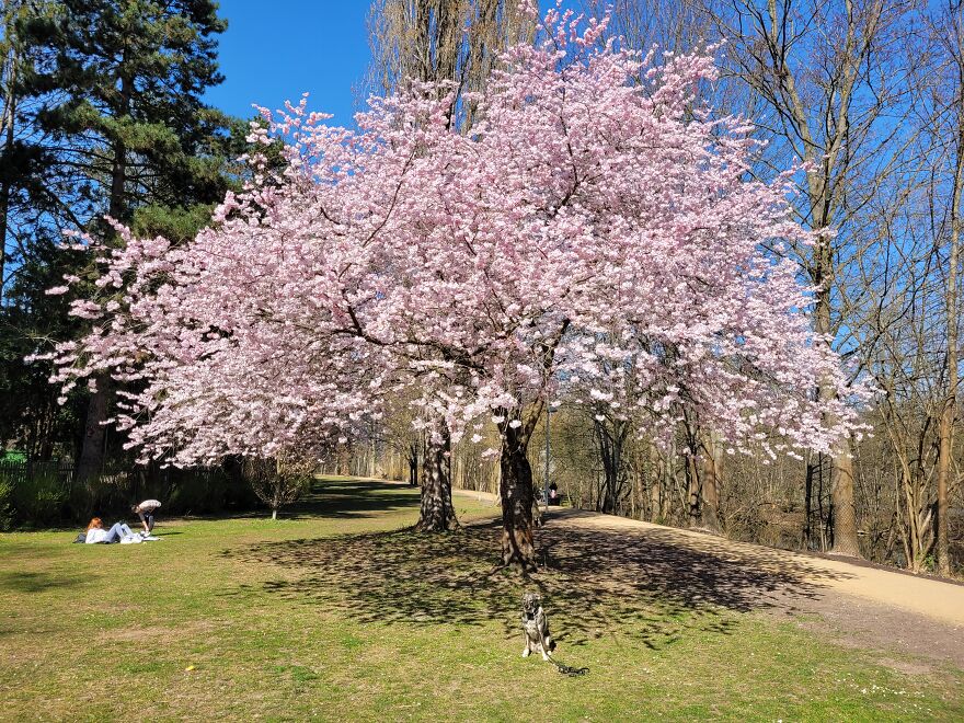 Spring Foto Compilation