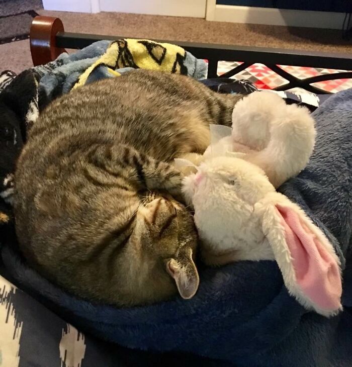 Scared Little Stray Baby Until Her Bunny Made It Better