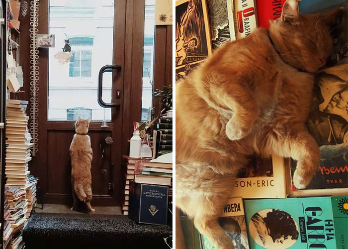 Bookstore Becomes More Magical When Golden Retriever Is Appointed As Manager