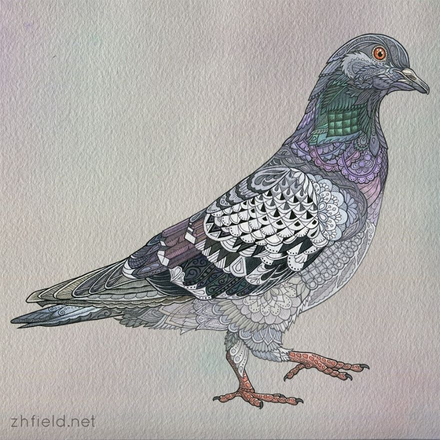 The Common Pigeon