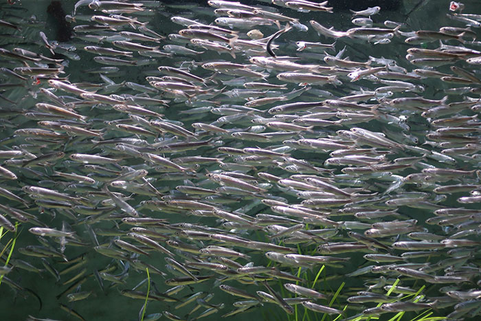 A large school of small fish swimming underwater among green aquatic plants, illustrating inedible foods.