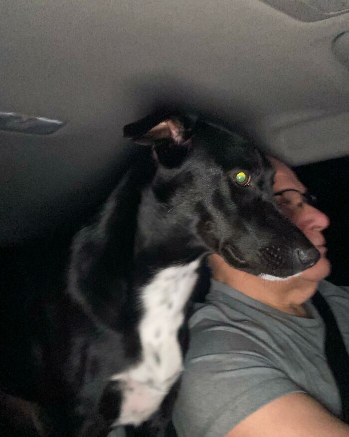 Home Camera Caught This Owner And Dog's Adorable Nighttime Routine, And The Video Of It Went Viral