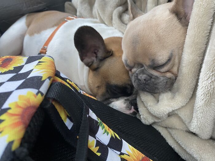 Taco And Bean ❤️❤️❤️