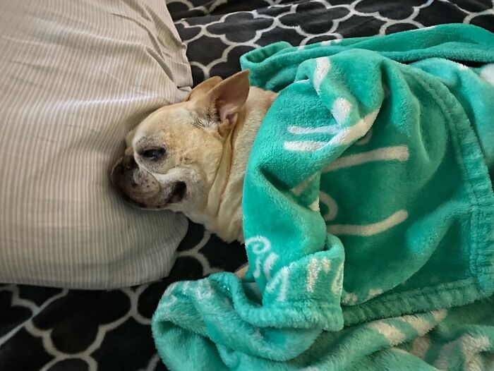 My Main Man Monster Loves To Steal My Pillow When I Get Up In The Morning.