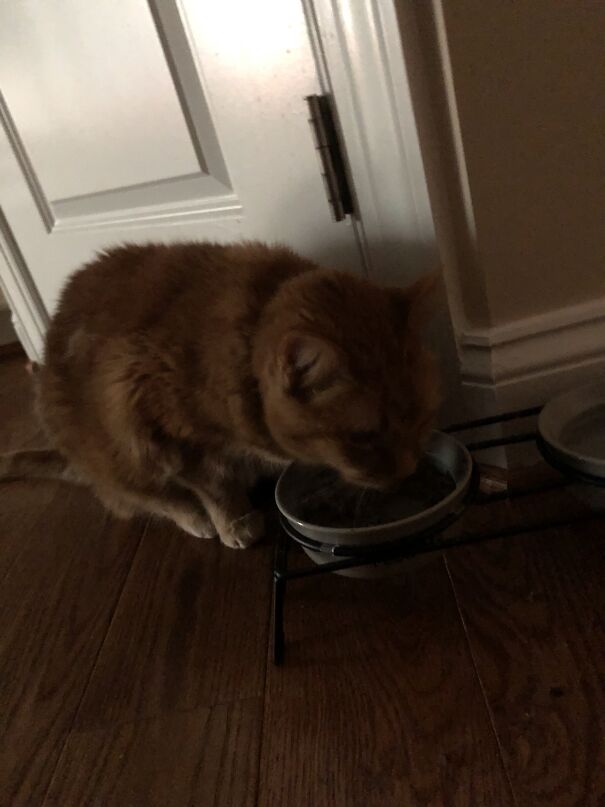 Technically He’s Not My Cat, But This Is Reds! He Finally Let Me Hand-Feed Him Treats Today!!! 🐱