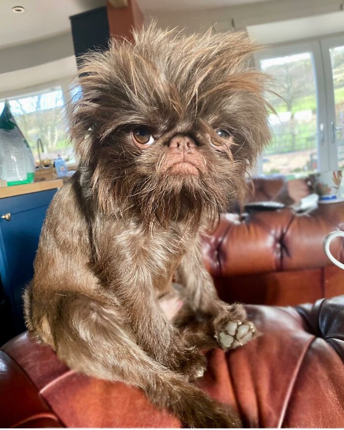 Dog Goes Viral For Looking Exactly Like Real-Life Chewbacca From &ldquo;Star Wars&rdquo;