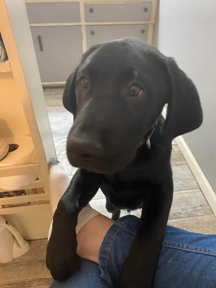 Finn The Wonder Puppy (8 Pics)