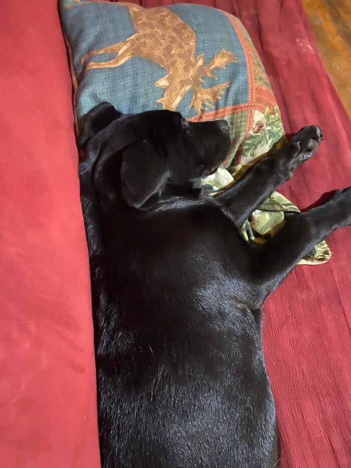 Finn The Wonder Puppy (8 Pics)