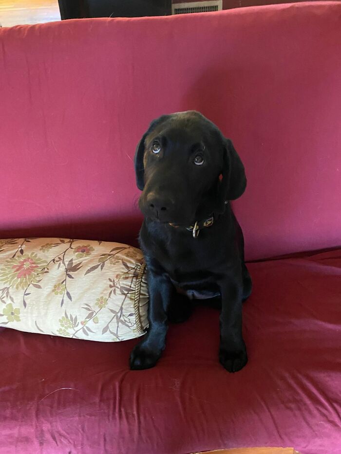 Finn The Wonder Puppy (8 Pics)