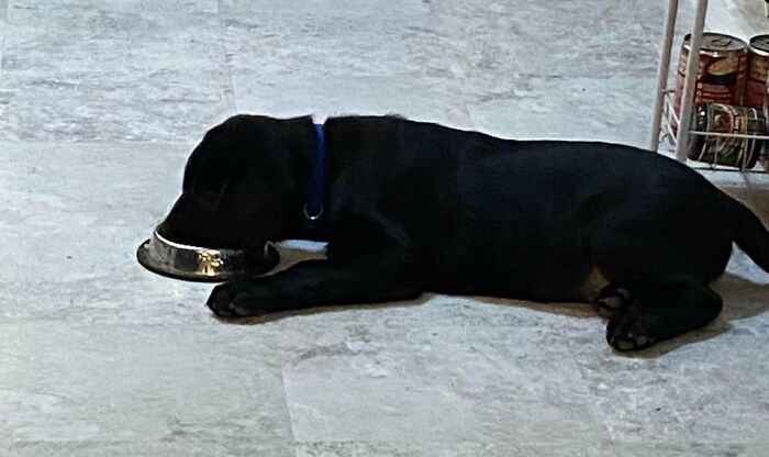 Finn The Wonder Puppy (8 Pics)