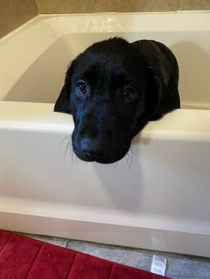 Finn The Wonder Puppy (8 Pics)