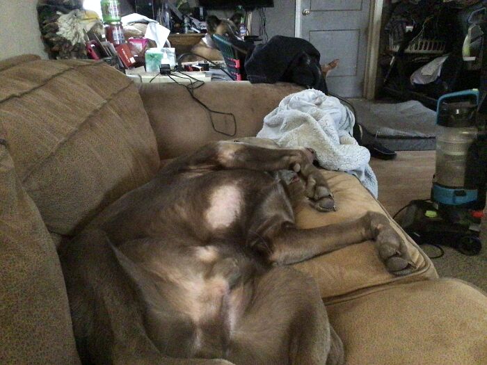 Turbo The One Sleeping And The One In The Back Is Pierce