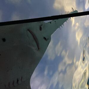 wahl10charlee avatar