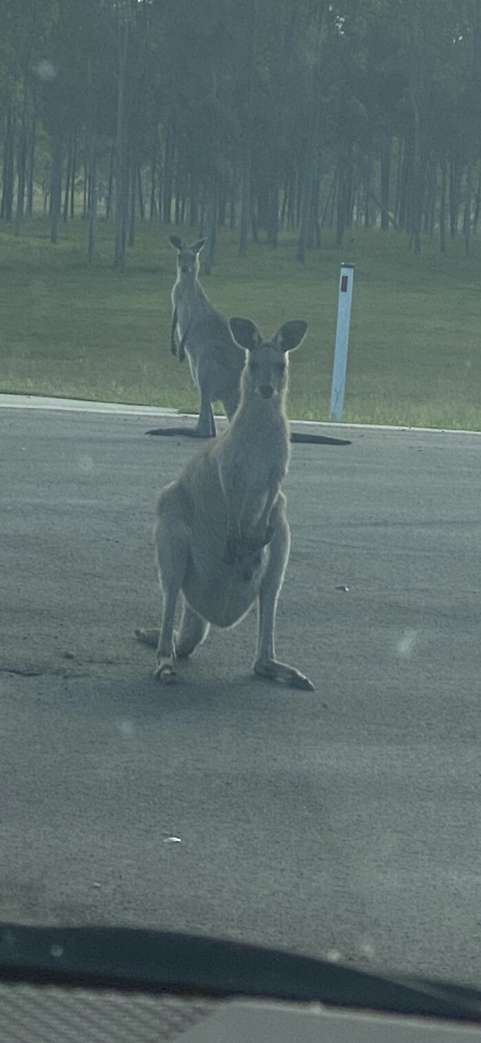 Working From The Car As The Internet Was Down At Home Due To The Recent Floods Had These Guys Looking At Me