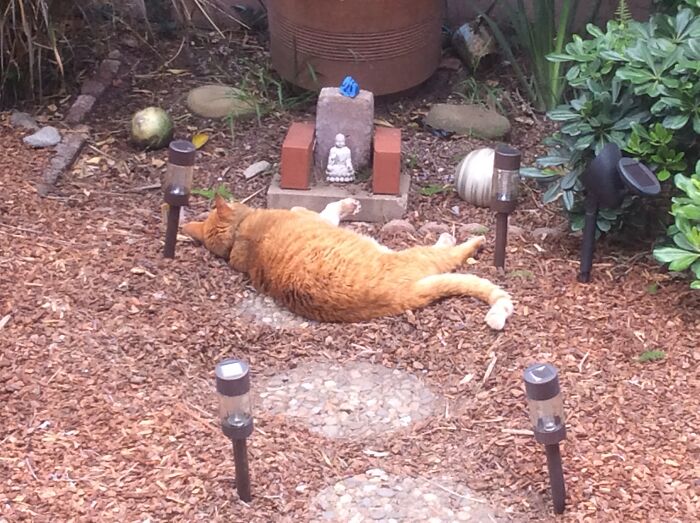 My Late Orbit And Buddha