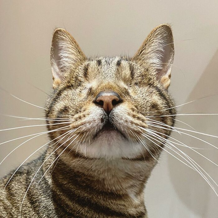 Love Is Blind: Cat From Greece Finds A Loving Home In Londoner's Home, Goes Viral On TikTok