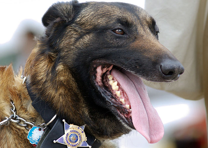 Video Captures The Tiniest Police Pup Doing Rounds Around An Airport, Amasses 9M Views